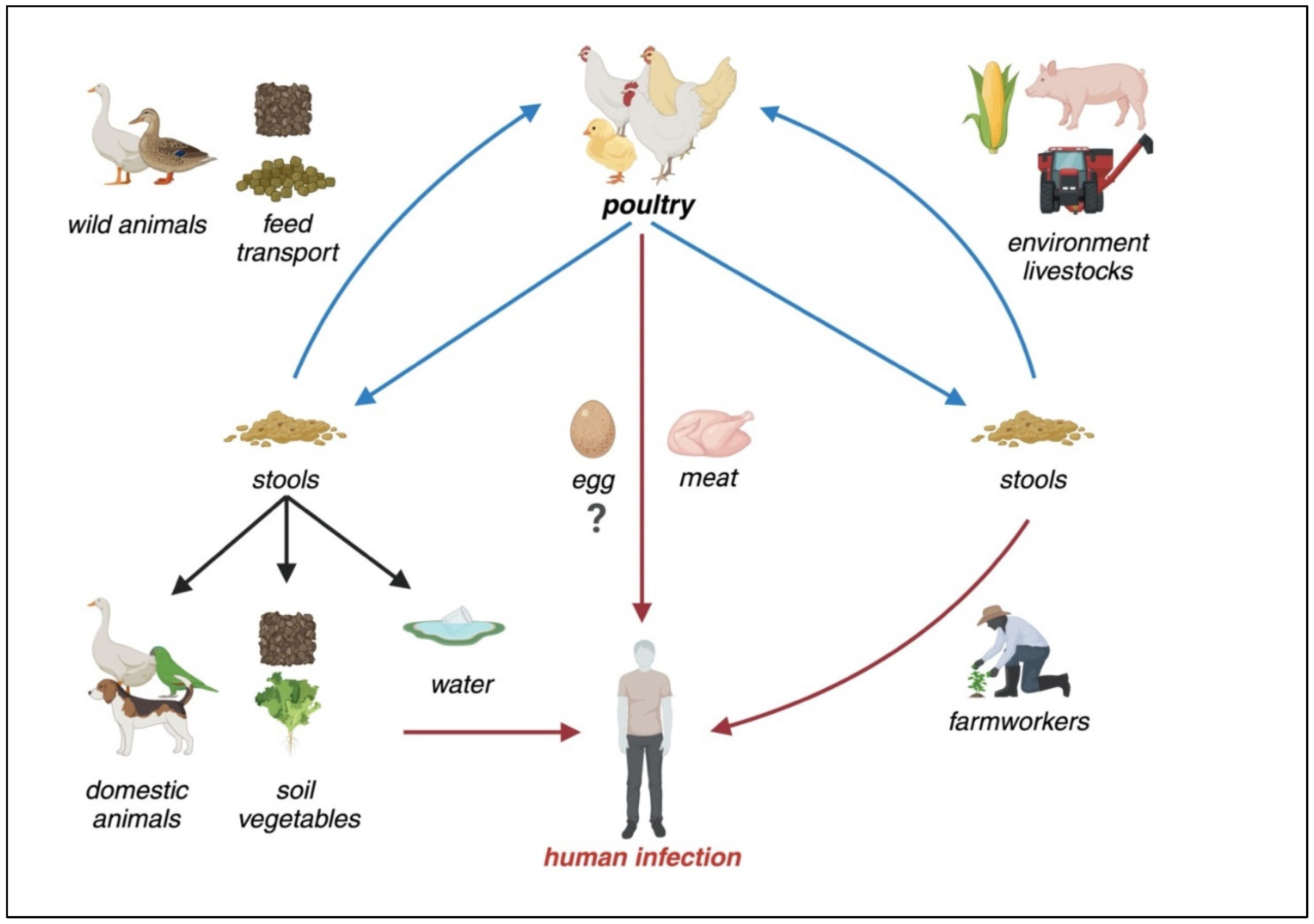 Campylobacter virulence gene visualization overview